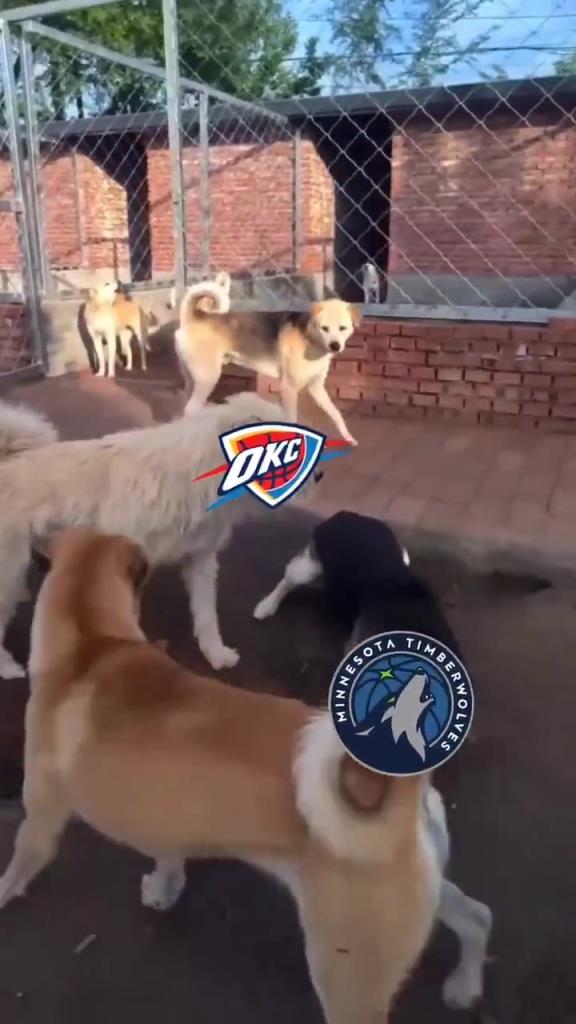 太有活了！美媒惡搞：狗王雷霆嚇退掘金灰熊，把森林狼按地上